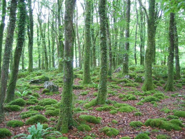 Wonder What Is It Like Living in Ireland? (25 Pros and Cons) The