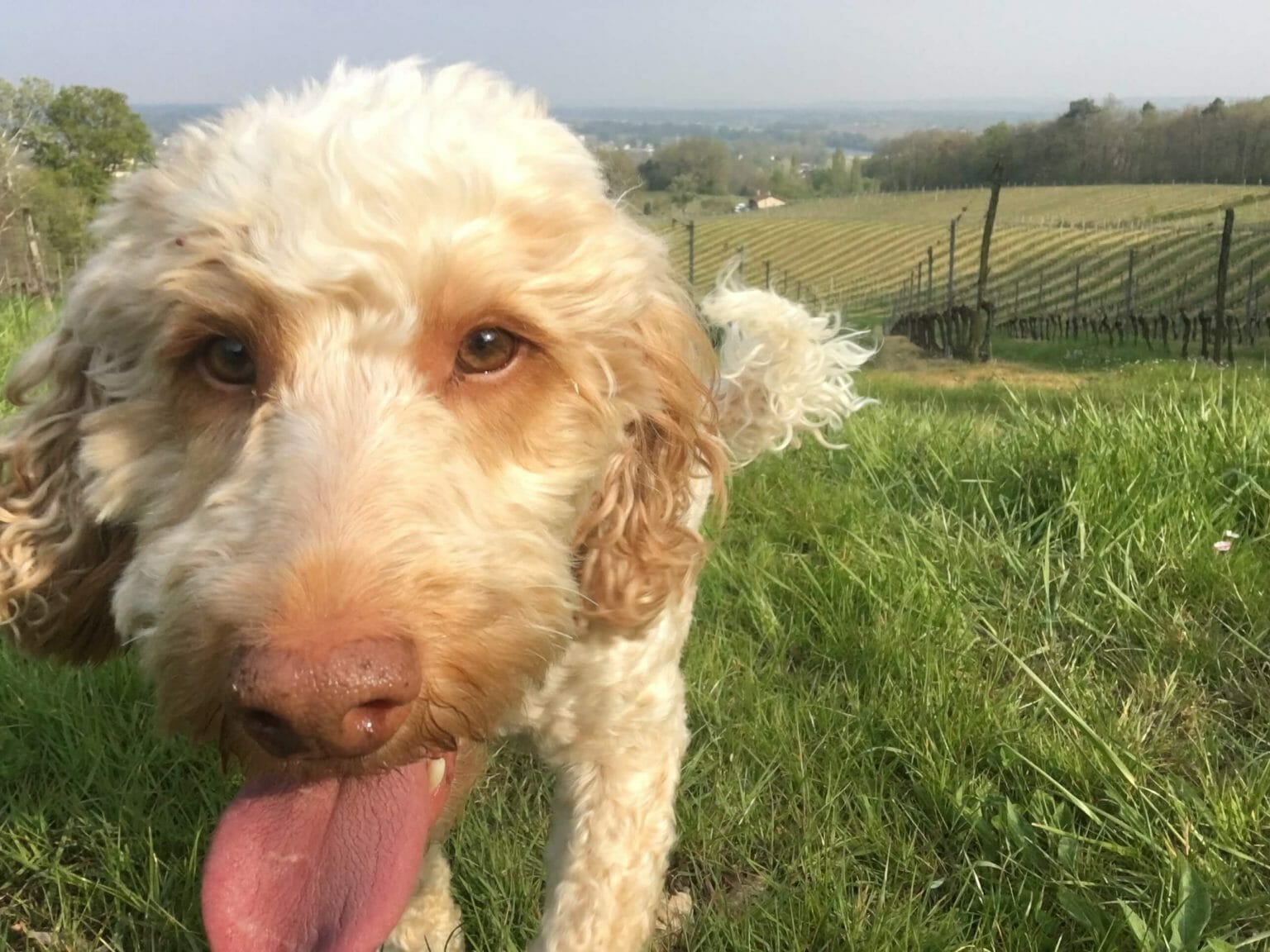 How Much to Charge for House Sitting in Australia? (5 Factors to