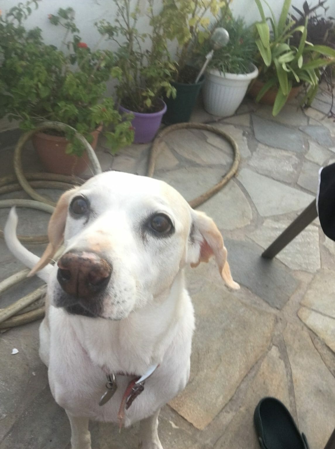 How Much To Pay Friend For Dog Sitting (3 Simple Tips) The Travelling