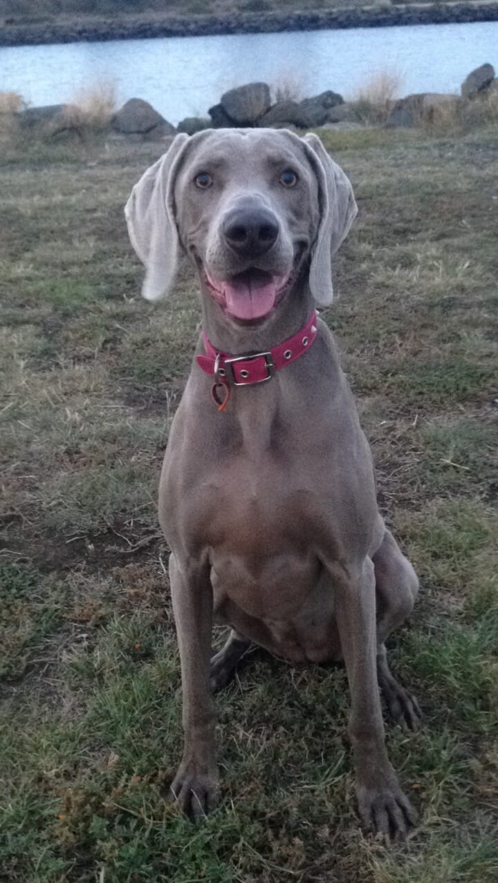 How Much To Pay Friend For Dog Sitting (3 Simple Tips) The Travelling