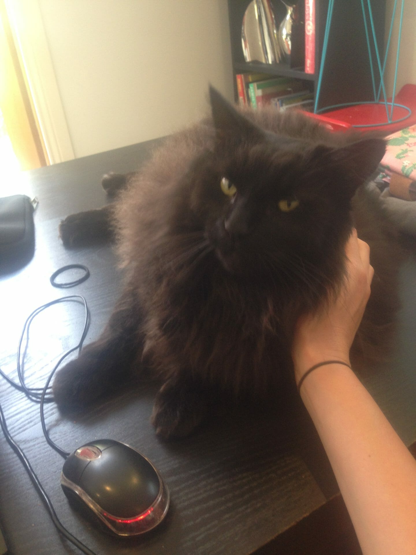 What Is The Going Rate For Cat Sitting The Travelling House Sitters