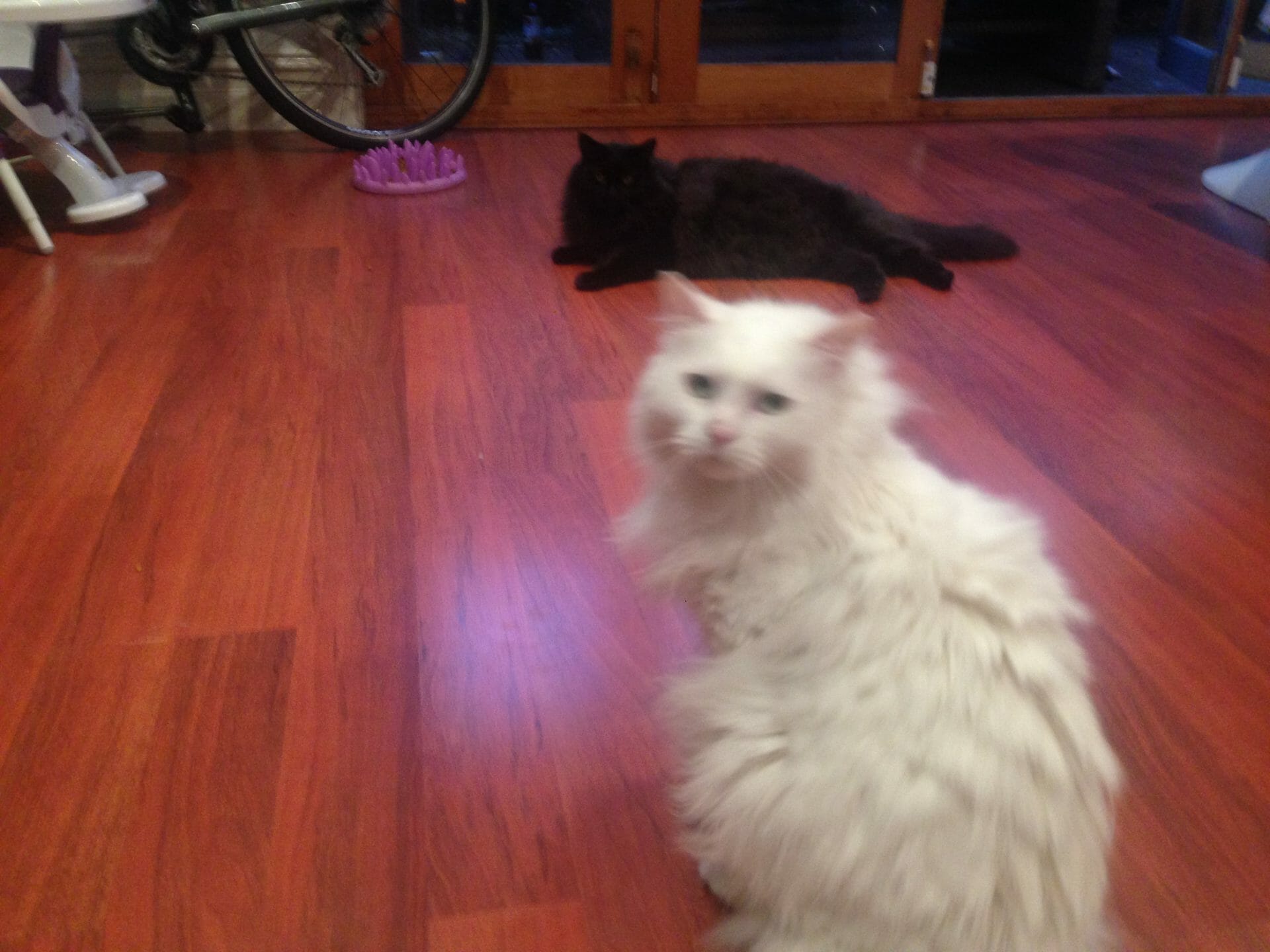 What Is The Going Rate For Cat Sitting The Travelling House Sitters