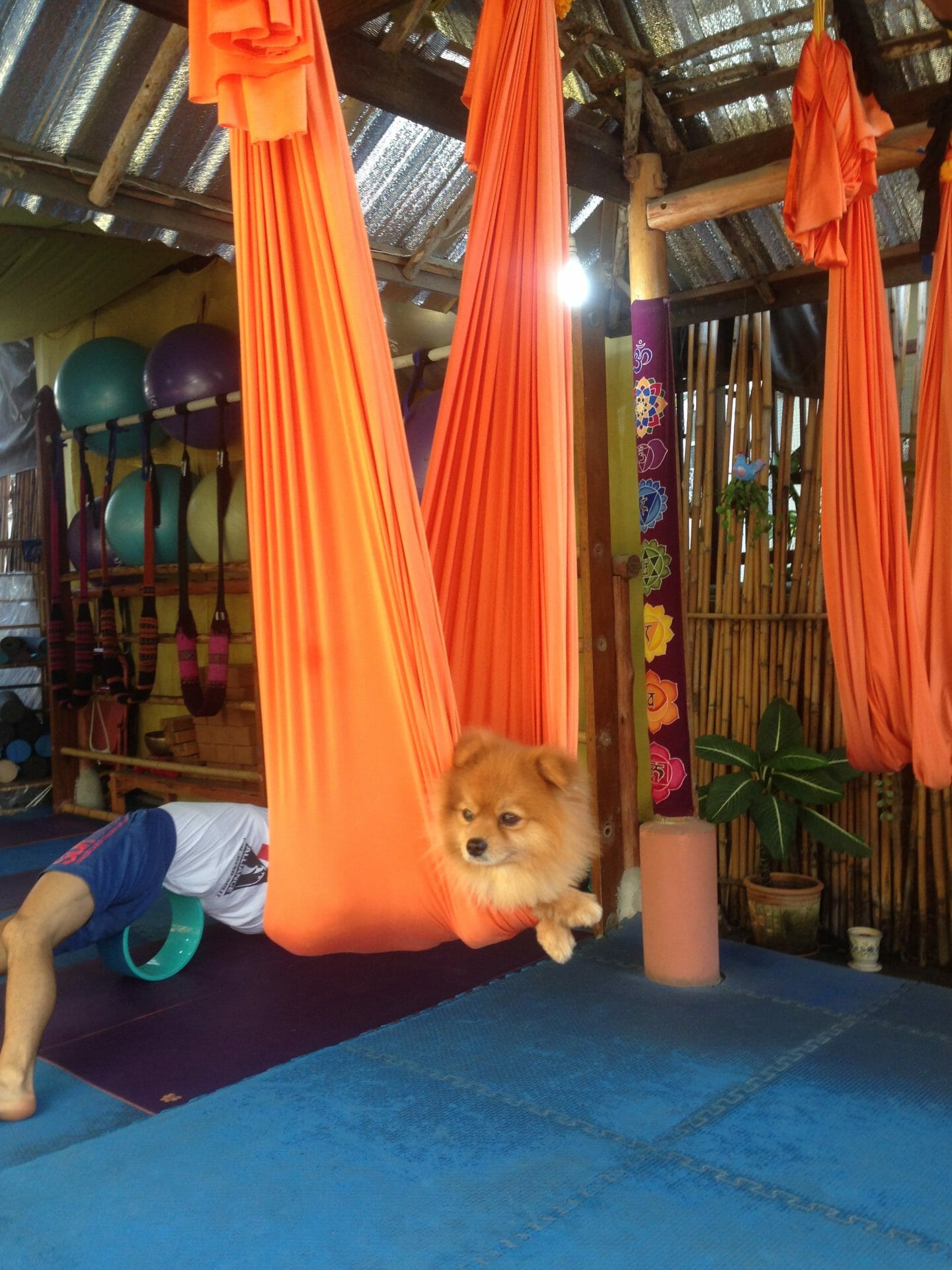 Do You Tip Pet Sitter (Should You Do It? Plus How Much to Tip) The