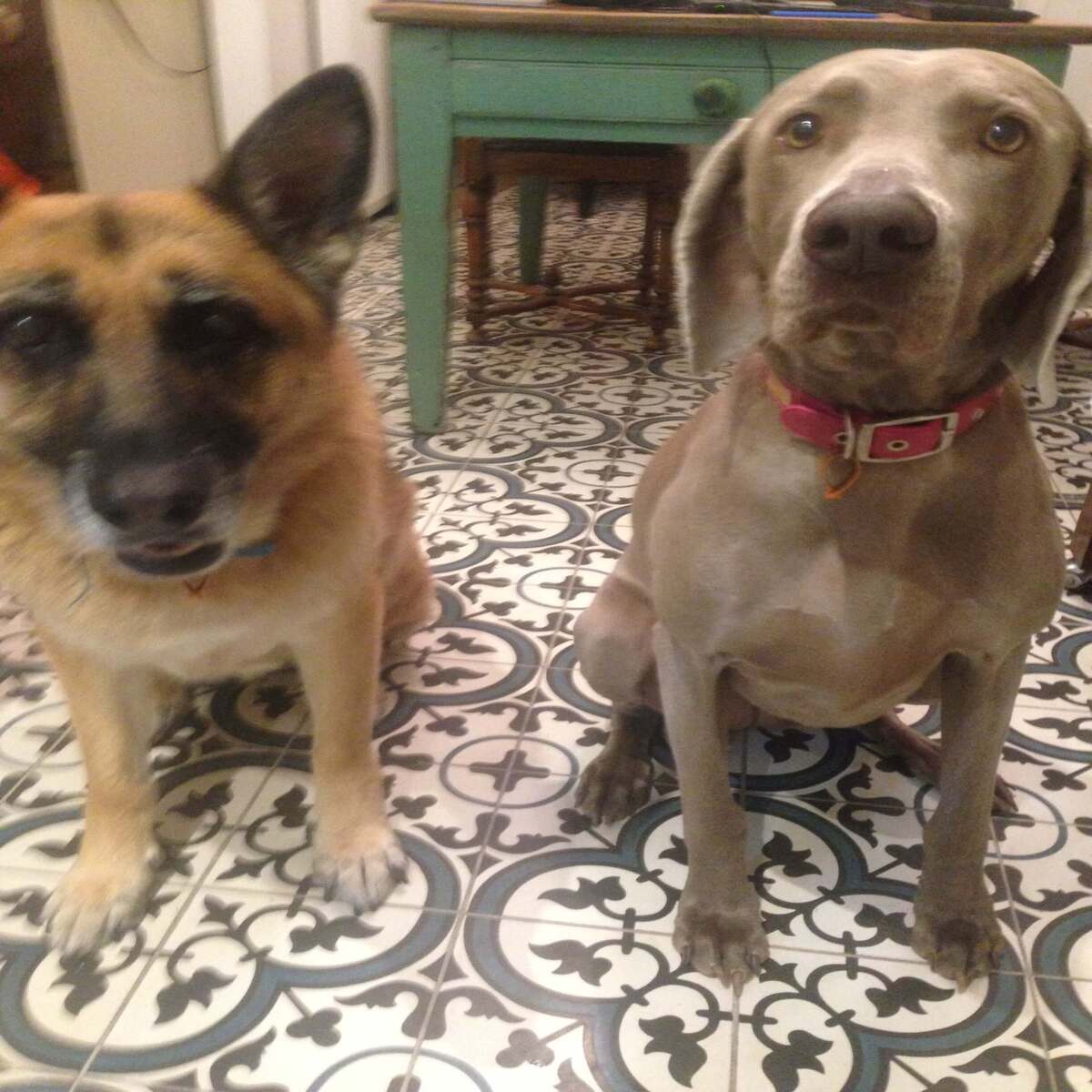 Pet Sitting Responsibilities The Travelling House Sitters